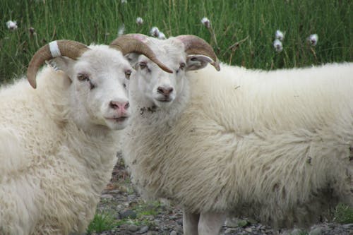 Free stock photo of lambs, sheep