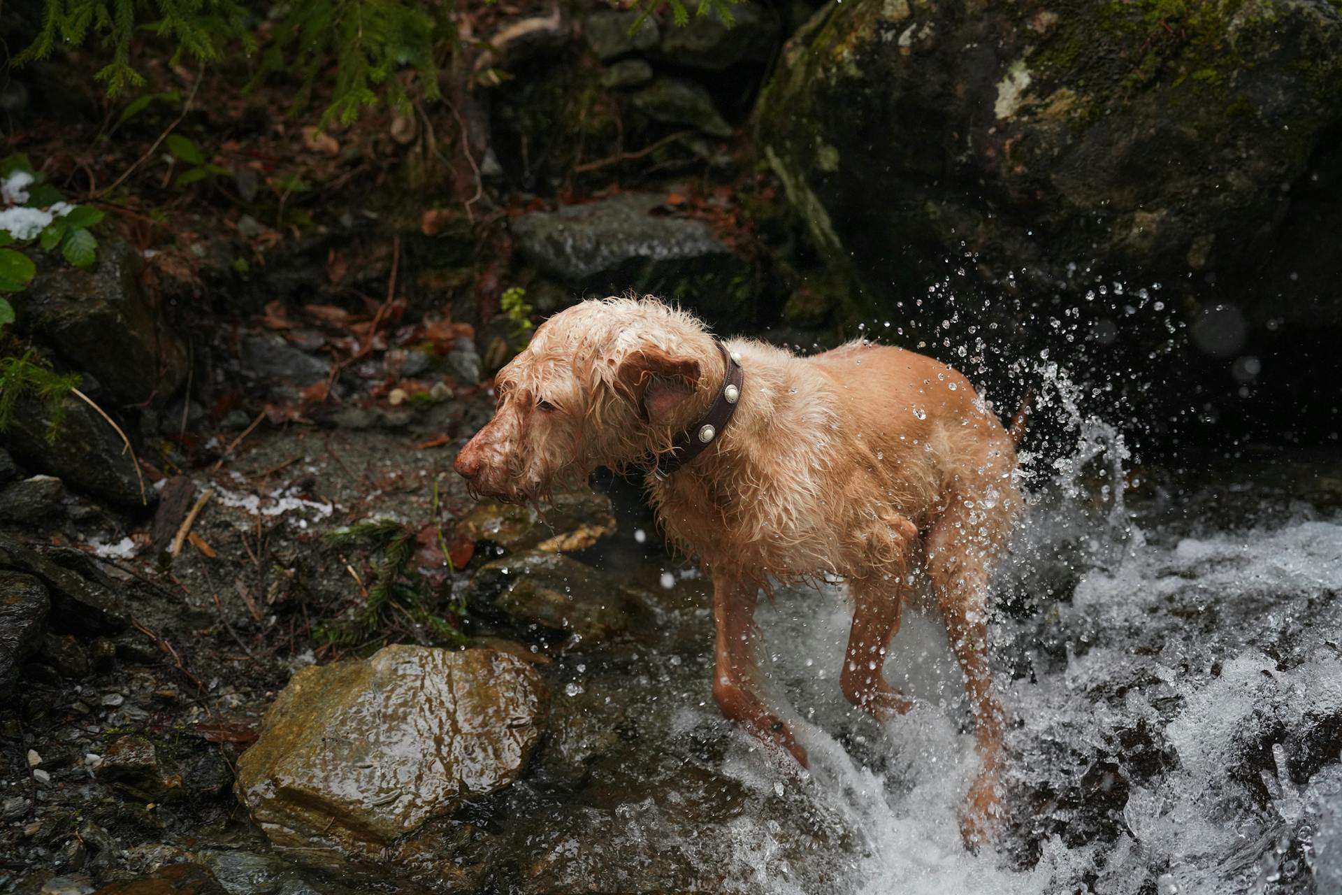 Wet Dog Enjoying Stream in Lush Forest