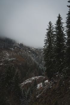 Winter landscape with snow-covered pine trees and fog in a mountain setting.