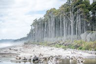 雾气缭绕的海滩上，浮木排列在宁静的沿海森林旁，营造出静谧的自然景观