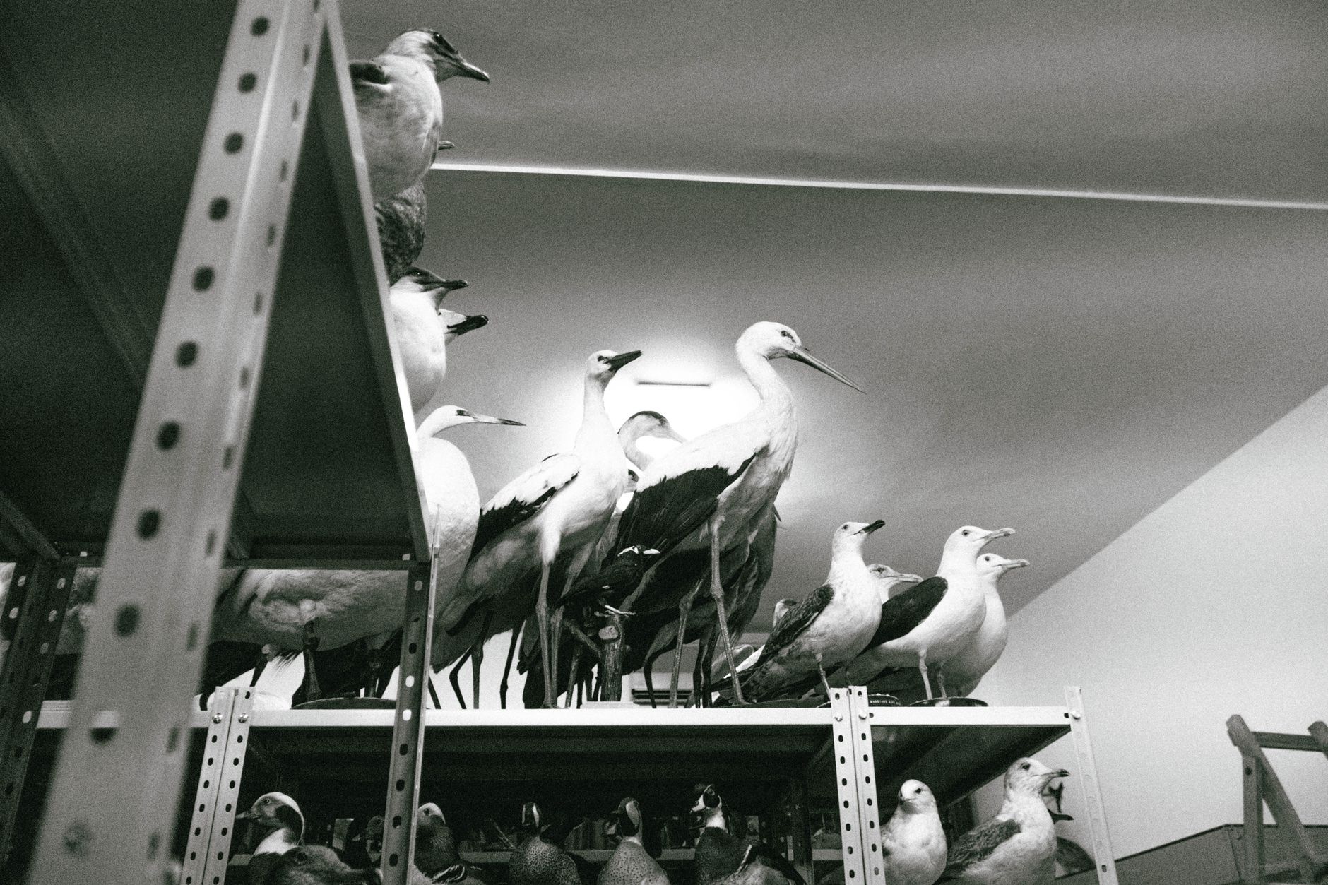 Black and white photo of taxidermy birds displayed on metal shelves inside a museum.