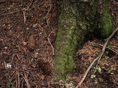 Free Close-up of a forest floor featuring pinecones, a mossy tree root, and earthy textures. Stock Photo