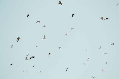 Fotobanka s bezplatnými fotkami na tému birds_flying, jasná obloha, kŕdeľ
