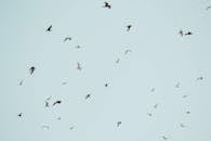 一群美丽的鸟儿在蔚蓝的天空中自由翱翔，象征着自由与迁徙