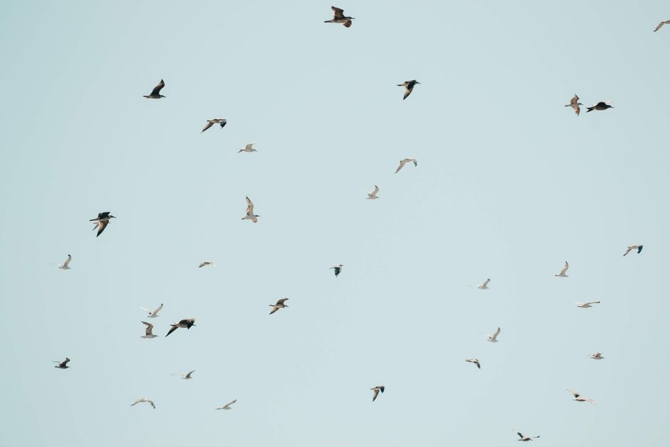 A beautiful flock of birds soaring freely in a clear blue sky, symbolizing freedom and migration.