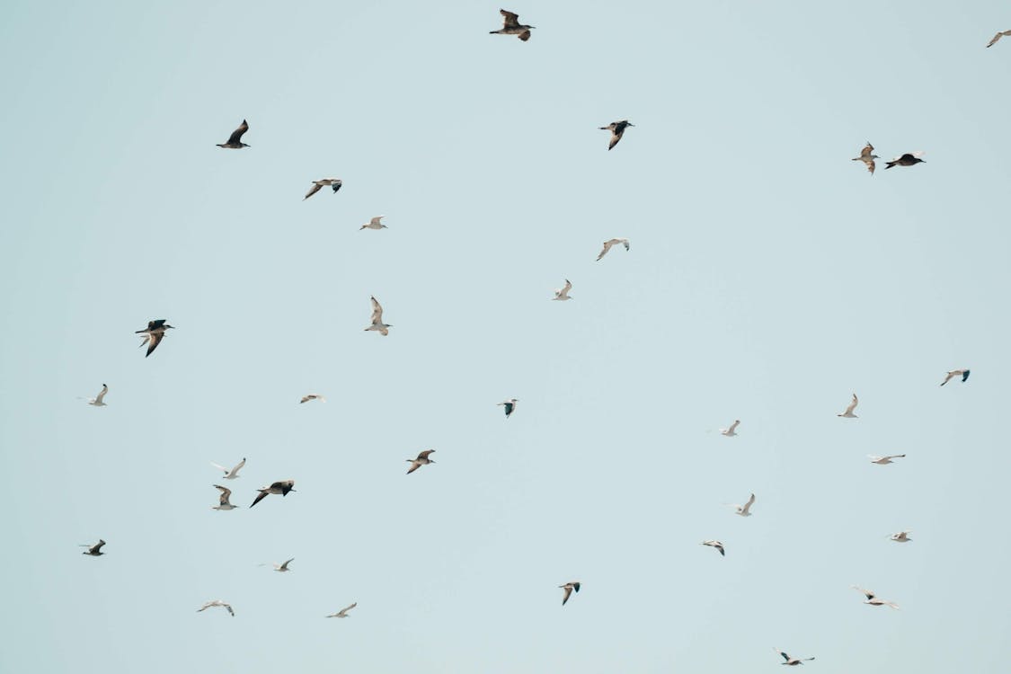 Photo of a Flock of Birds