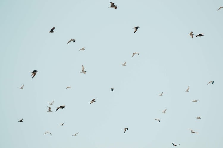 Flock Of Birds On A Clear Sky 