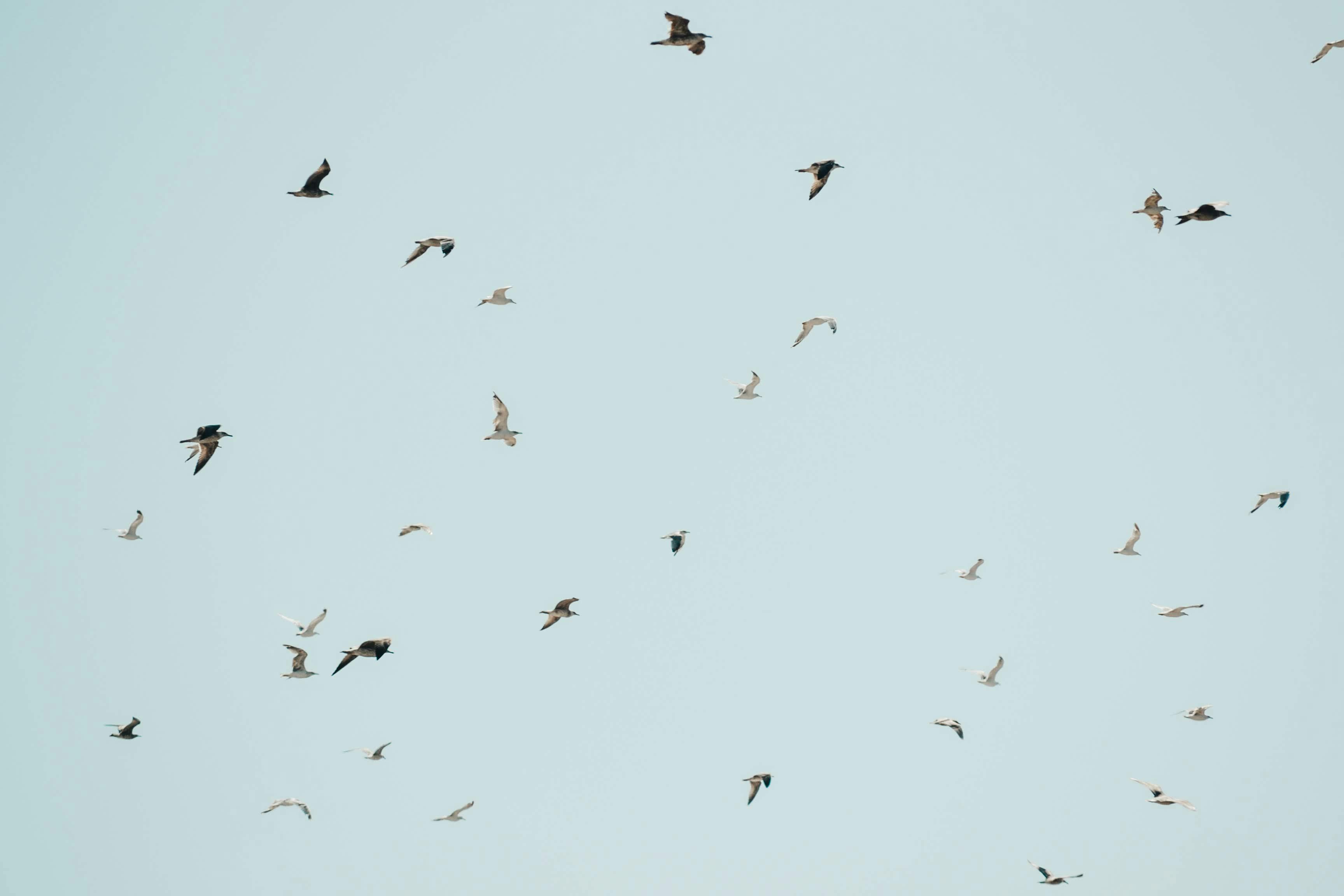 White Pelican Flying Near Flock of Flying Cormorants Under Blue Sky ...