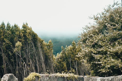 Ingyenes stockfotó erdő, fák, fehér ég témában