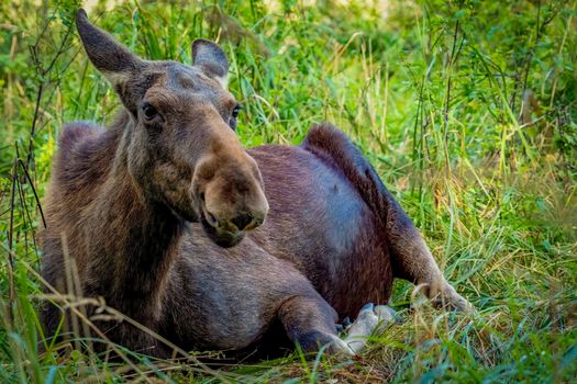 A peaceful scene of a moose resting on a grassy forest floor, surrounded by greenery.