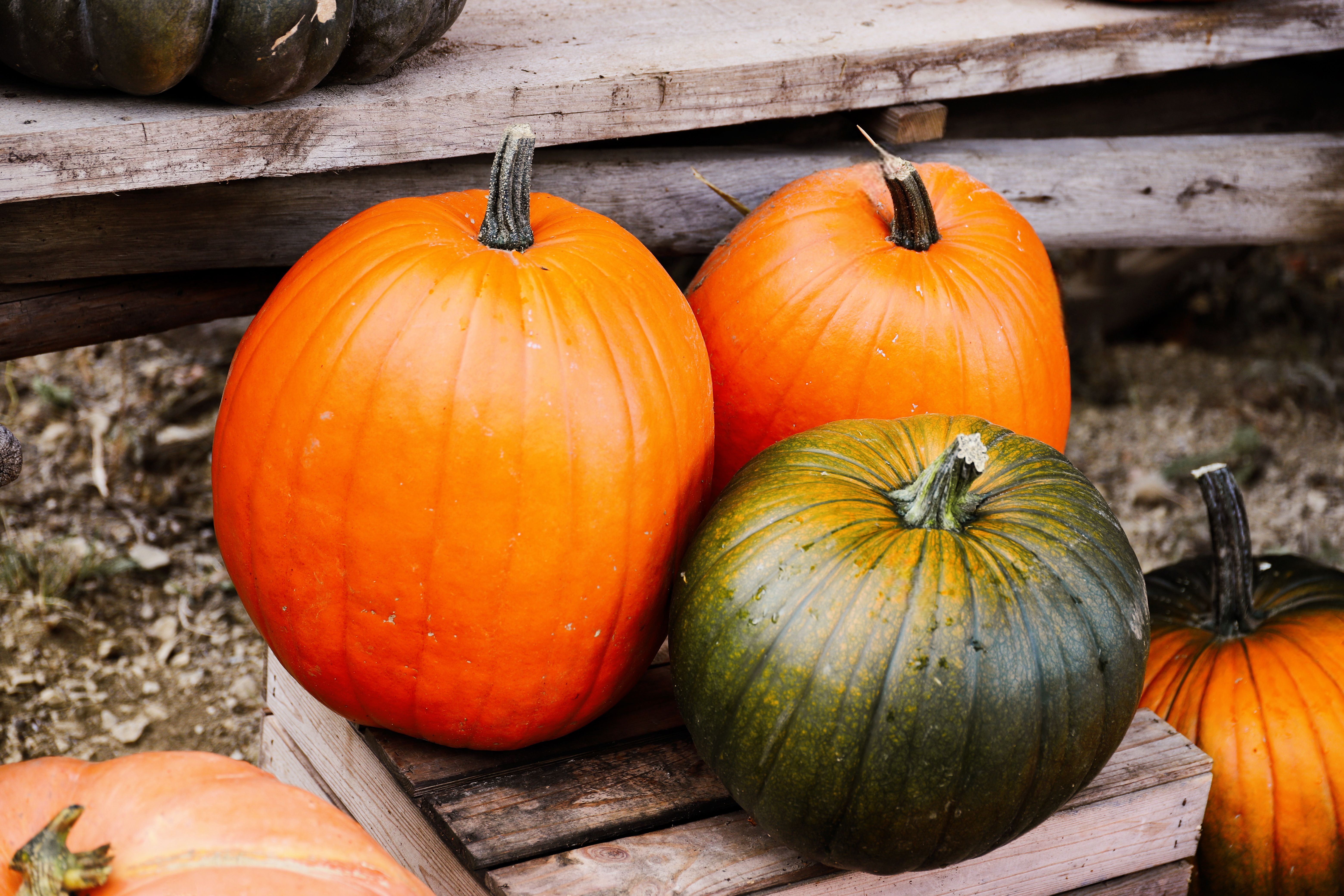 Fresh Harvested Pumpkins on Rustic Farm Display · Free Stock Photo