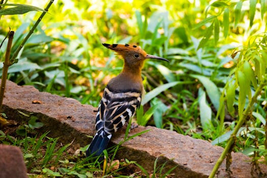 Eurasian Hoopoe (Upupa epops) bird on a sunny day in Mysuru, India garden.