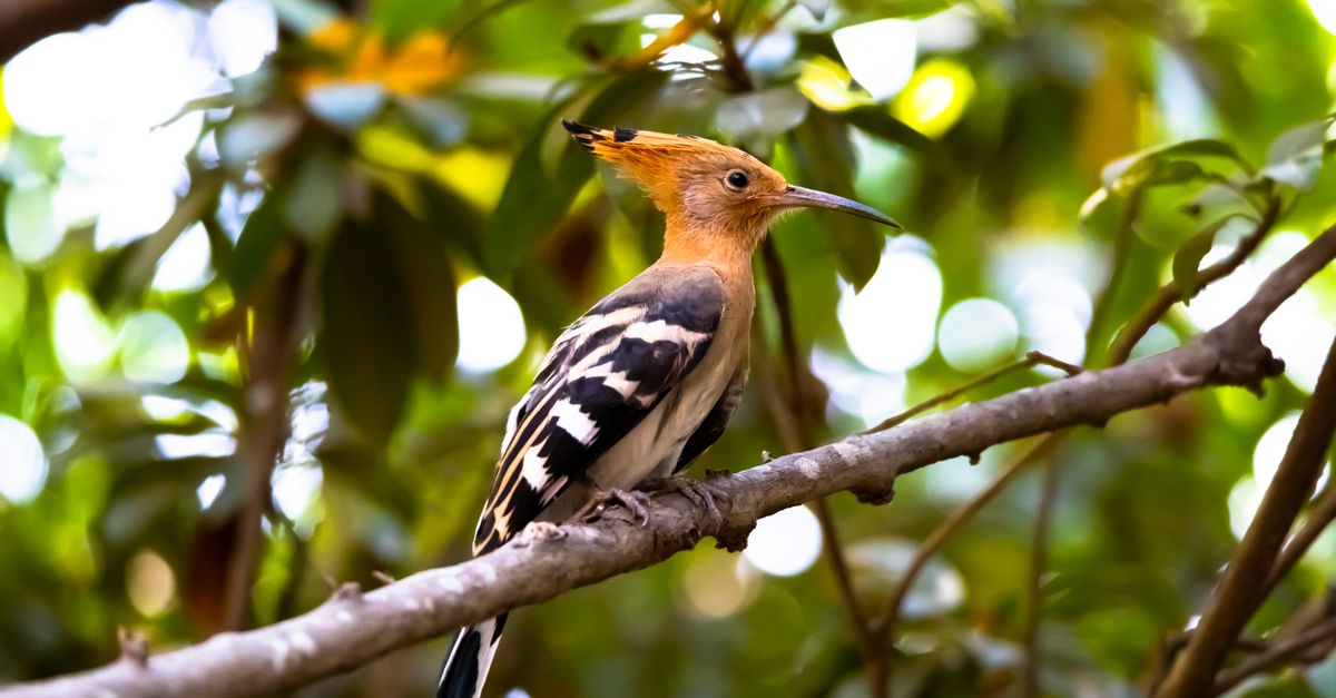 Comment observer les oiseaux en toute discrétion