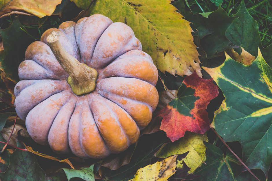 A rustic pumpkin resting on vibrant autumn leaves, capturing the essence of fall season.