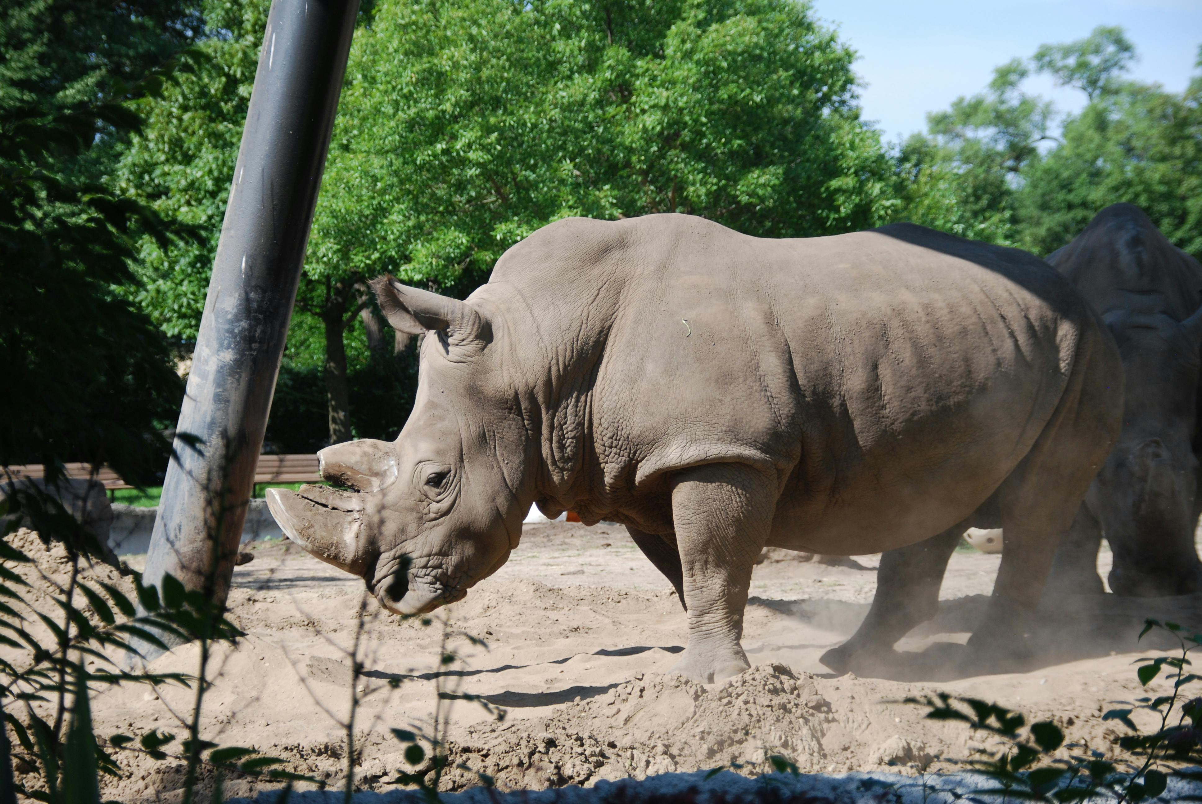 grátis Rinoceronte Majestoso Em Seu Habitat Natural Foto profissional