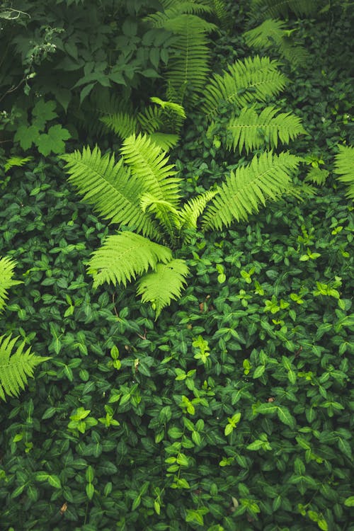 나뭇잎, 녹색, 녹색 배경의 무료 스톡 사진