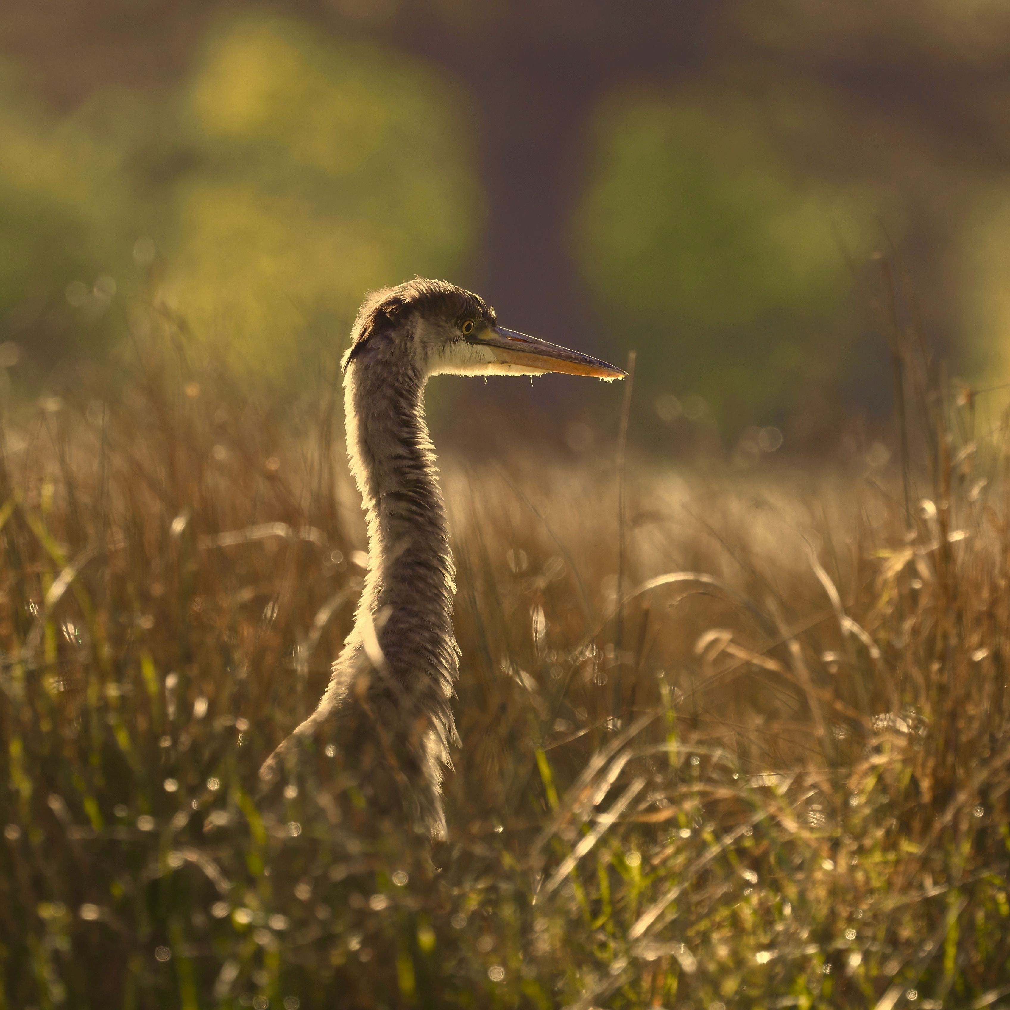 A heron standing in tall marsh grass at sunrise — photo by Stephen Noulton on Pexels