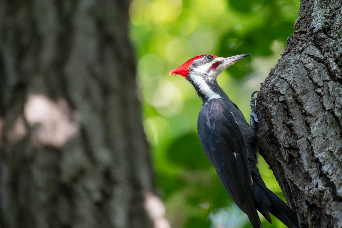 Why don’t woodpeckers get concussions every time they peck?