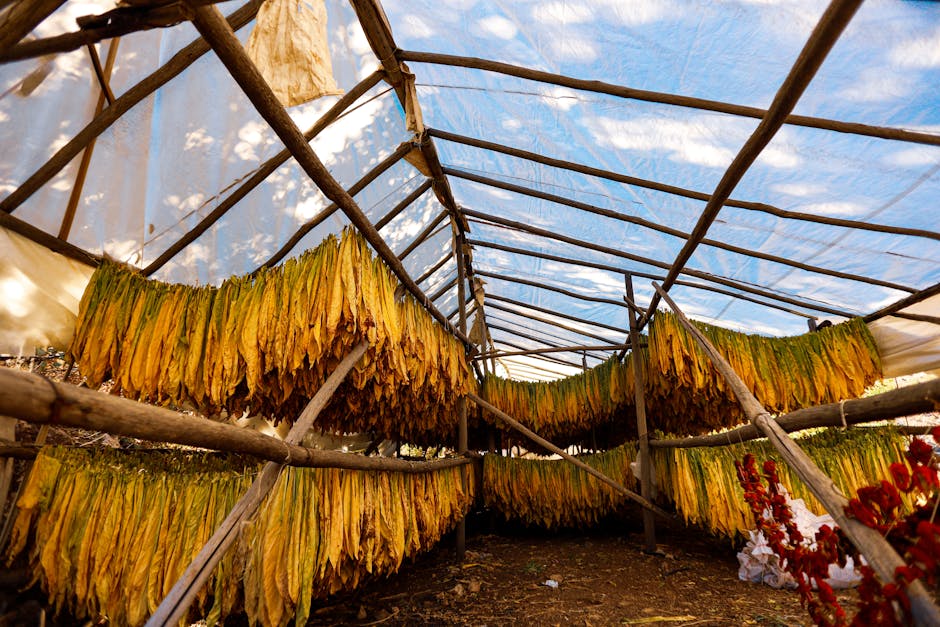 Tobacco leaf curing process in Dominican Republic - chief keef loose leaf Tobacco leaf curing process in Dominican Republic - chief keef loose leaf