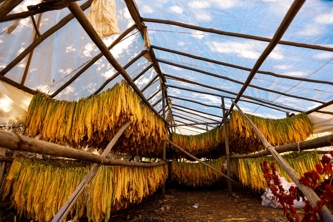 natural dried tobacco Rustic Tobacco Leaves Drying in Sunny Greenhouse · Free Stock Photo