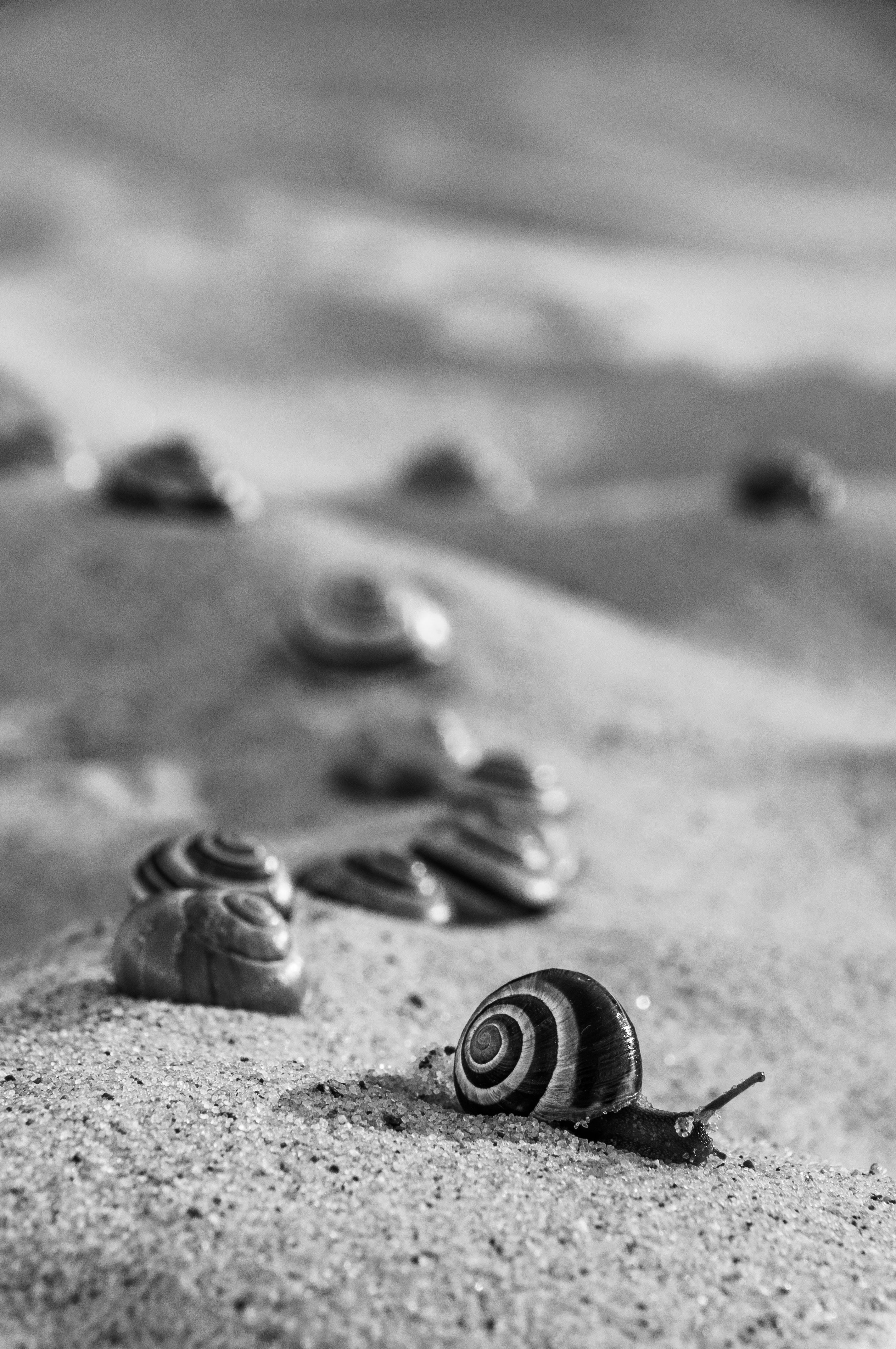 Black and White Snail on Sandy Terrain · Free Stock Photo
