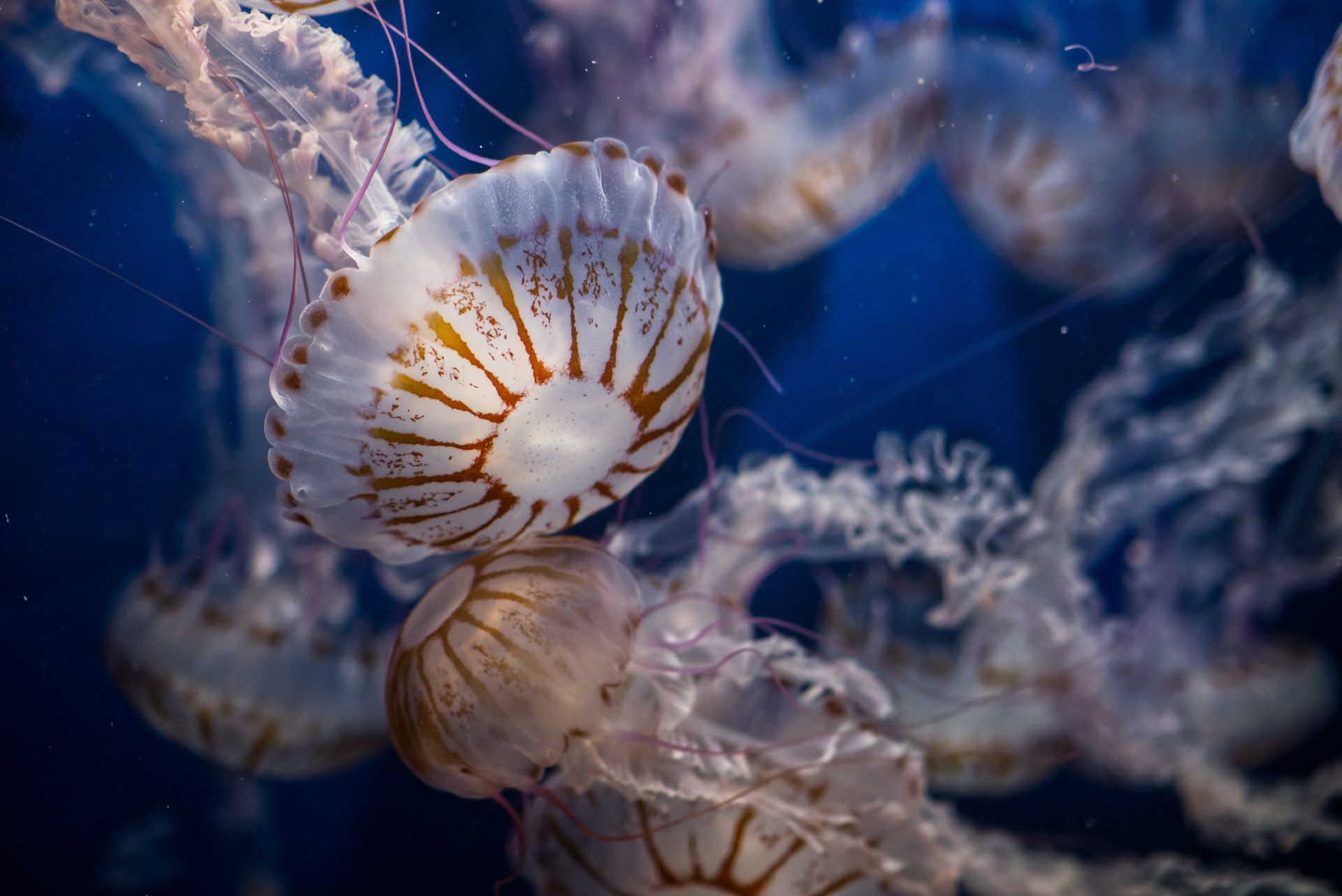 Underwater at Magna Bay Coral Garden