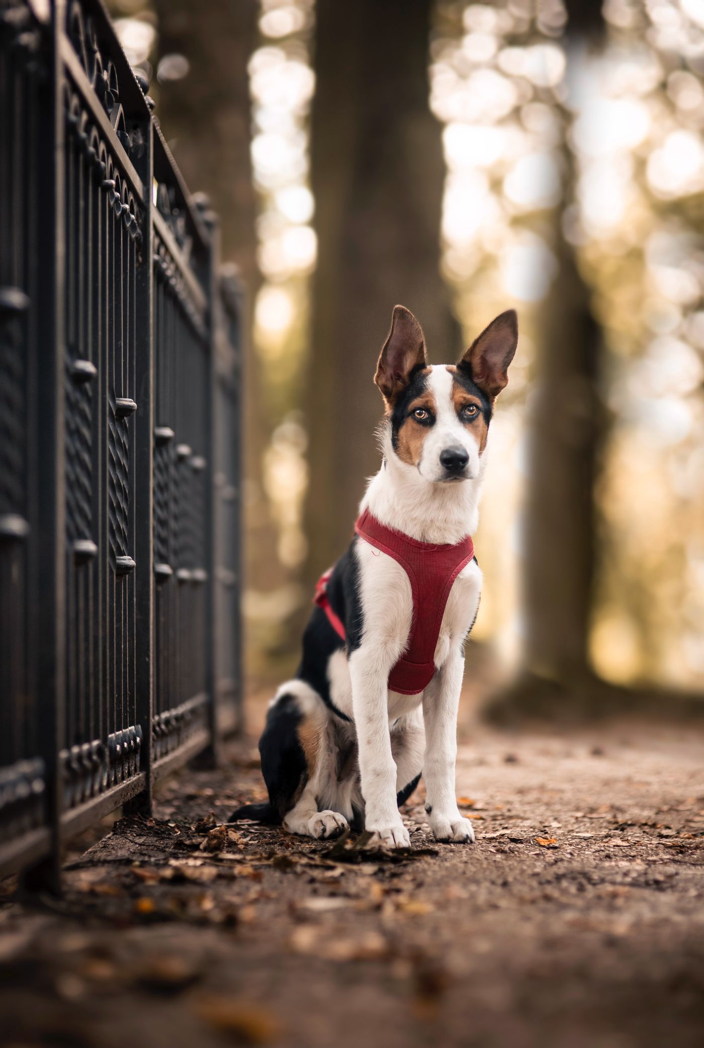 Dog wearing a red harness in a park