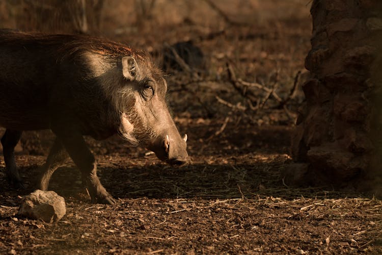 Photo Of Wild Boar