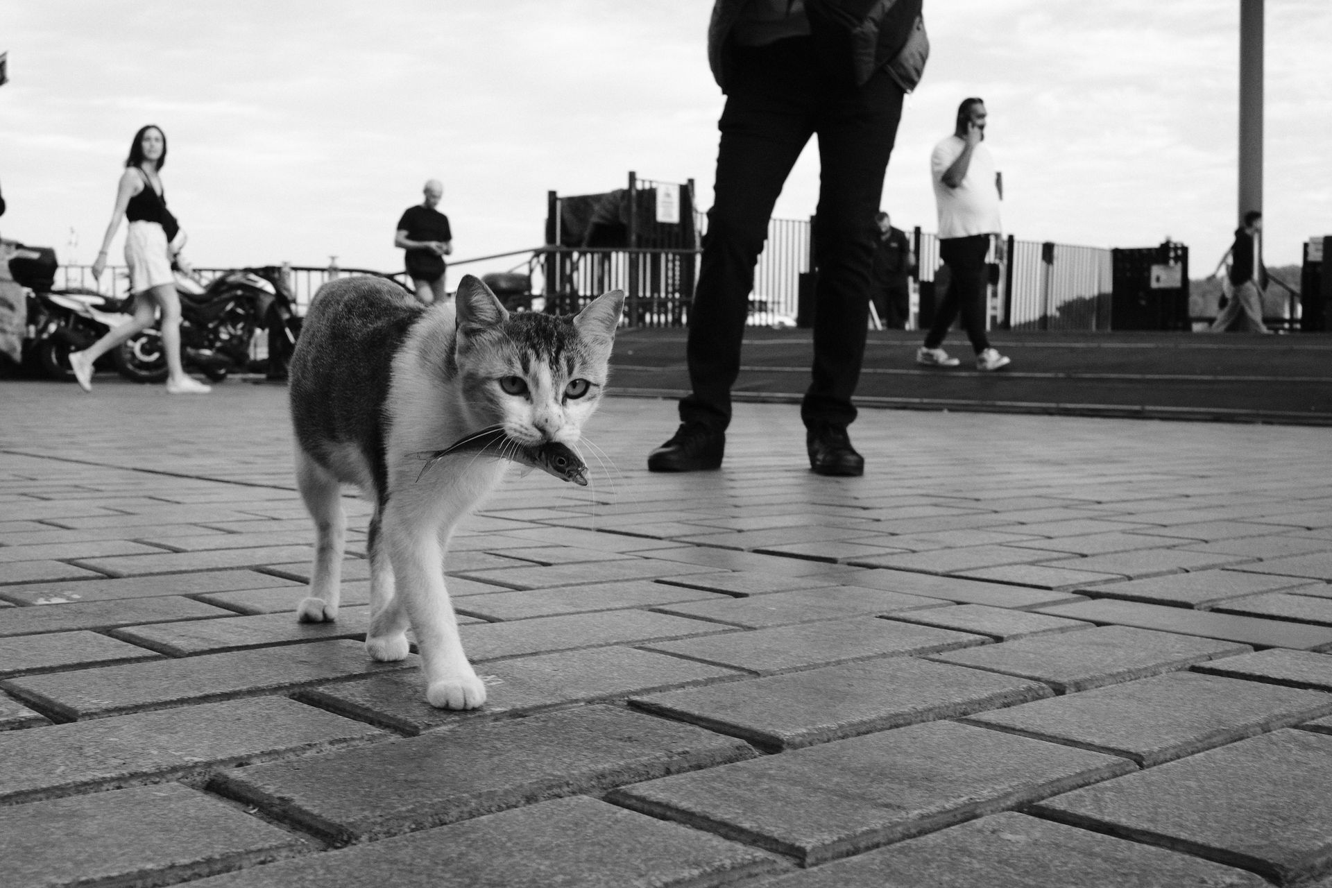 Street cat with prey in urban setting