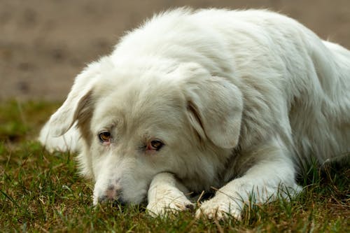 Keep Pets Calm When Fireworks Mix with Drizzle