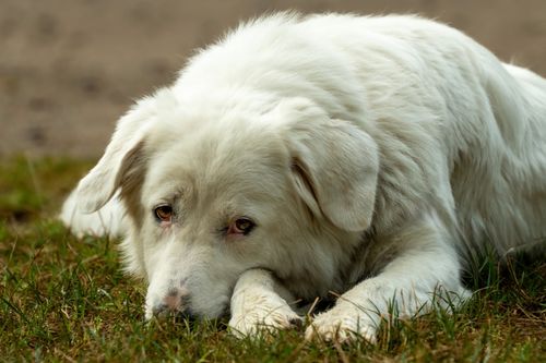 Free A serene white dog lying on grass, showcasing calmness and relaxation. Stock Photo
