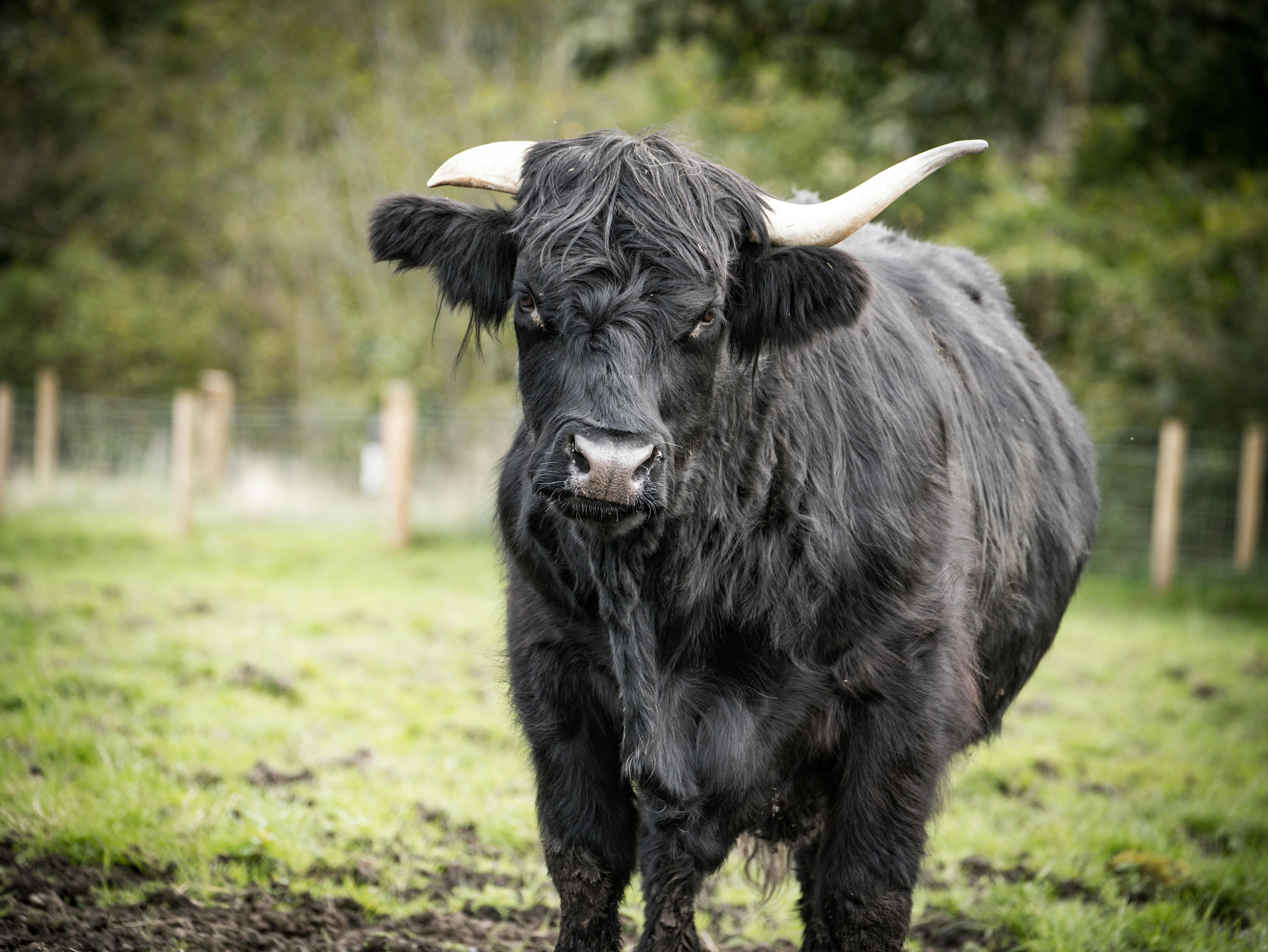 Gratuit Vache Majestueuse Des Highlands Broutant Dans Un Pré Pittoresque Photos