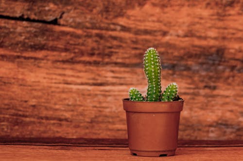 Cactus Plant in a Plastic Pot 