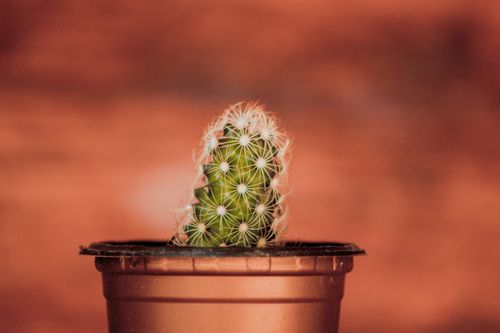 Free A close-up shot of a small cactus plant in a brown pot, isolated against a blurred orange background. Stock Photo