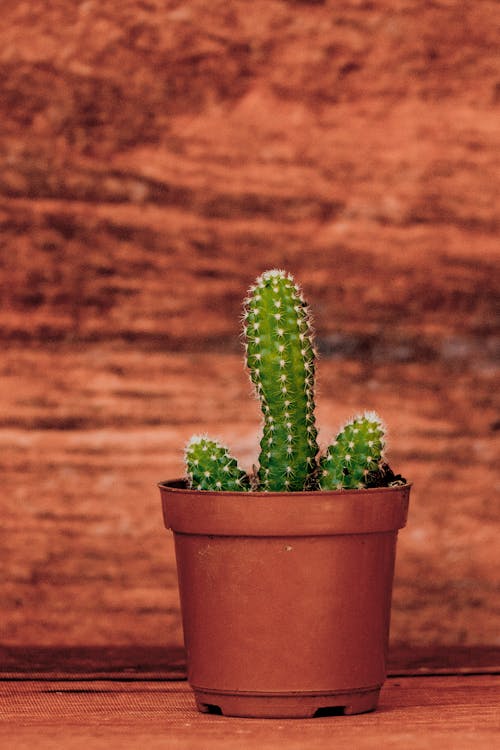 Selektives Fokusfoto Des Grünen Kaktus Im Topf