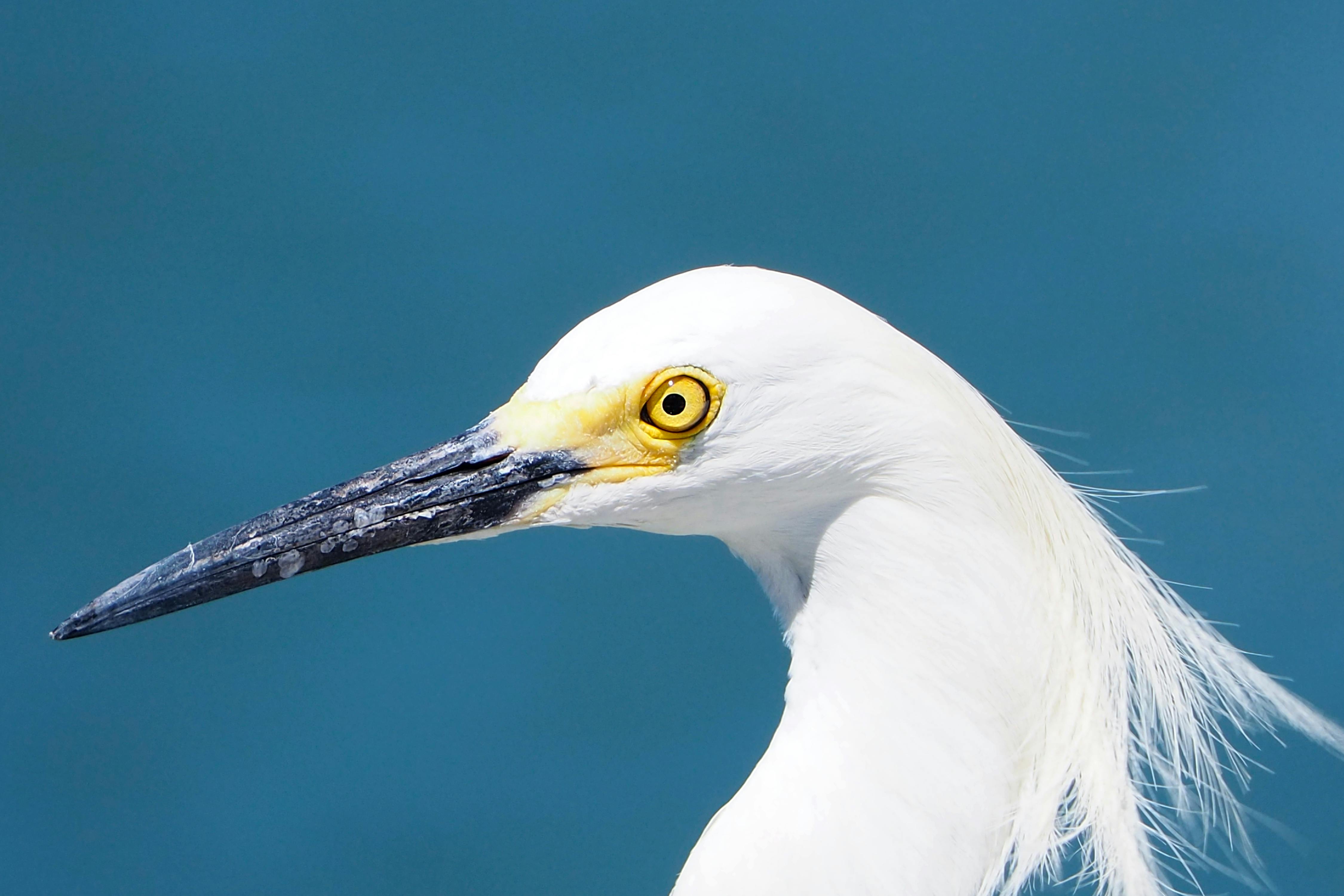 Detailed view of a snowy egret with sharp yellow eye and white feathers in Treasure Island, Florida.