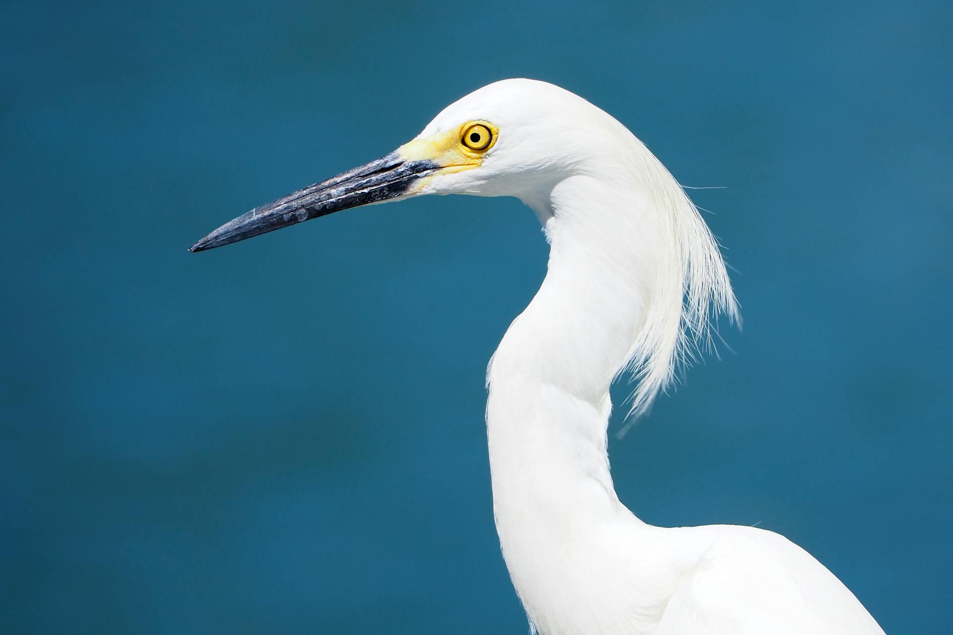 Beautiful shot of a snowy egret with striking yellow eyes against a blue water background in Treasure Island, FL.