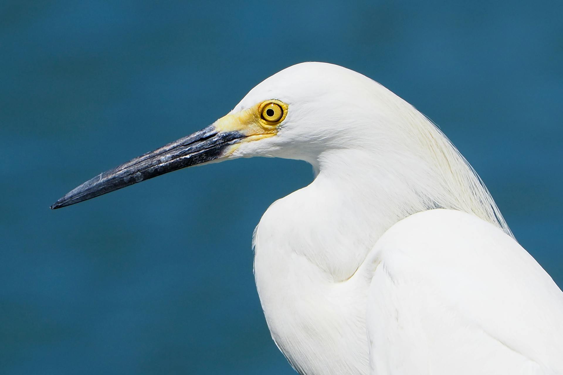 Close-up of a Snowy Egret at Treasure Island
