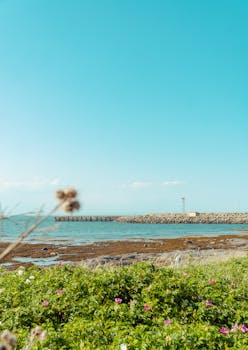 Tranquil beach scene with clear blue skies and vibrant green foreground.