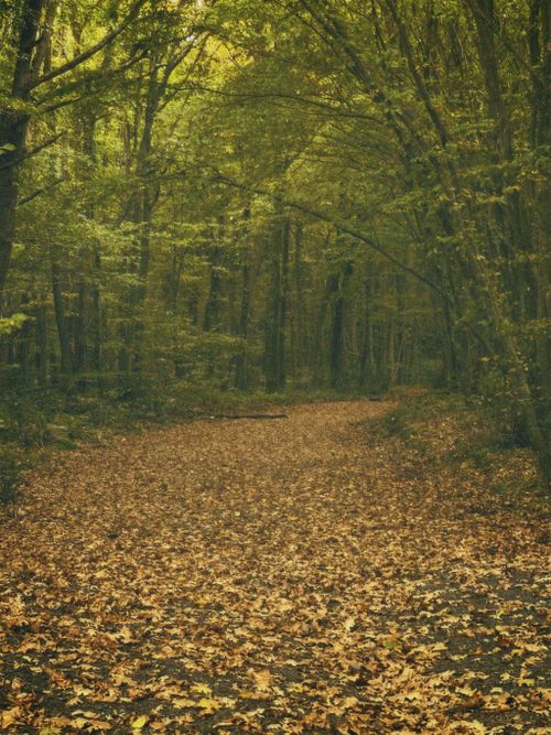 Free Peaceful forest path covered in autumn leaves, creating a calming nature scene. Stock Photo