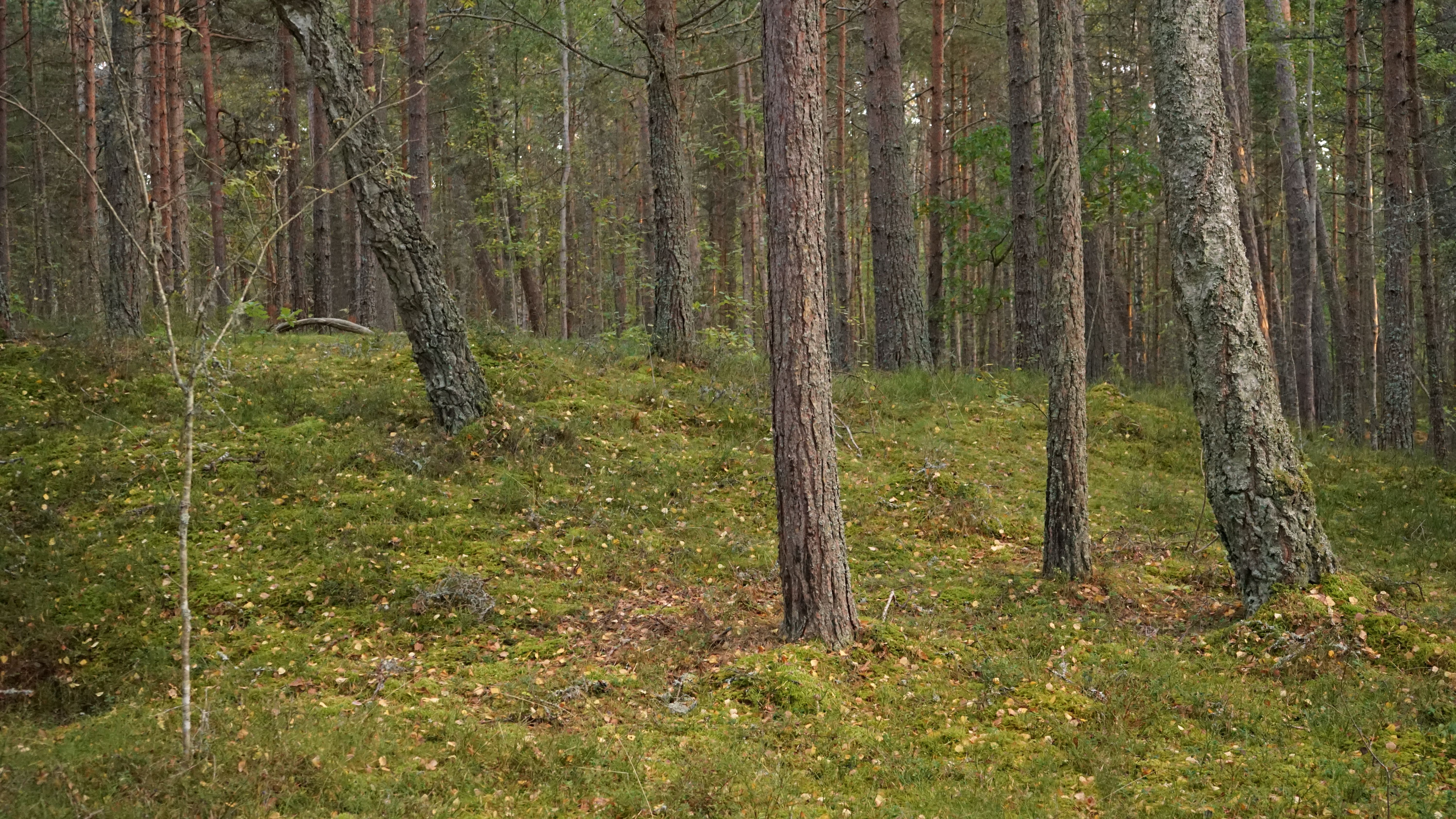 Serene Forest Landscape with Tall Trees · Free Stock Photo