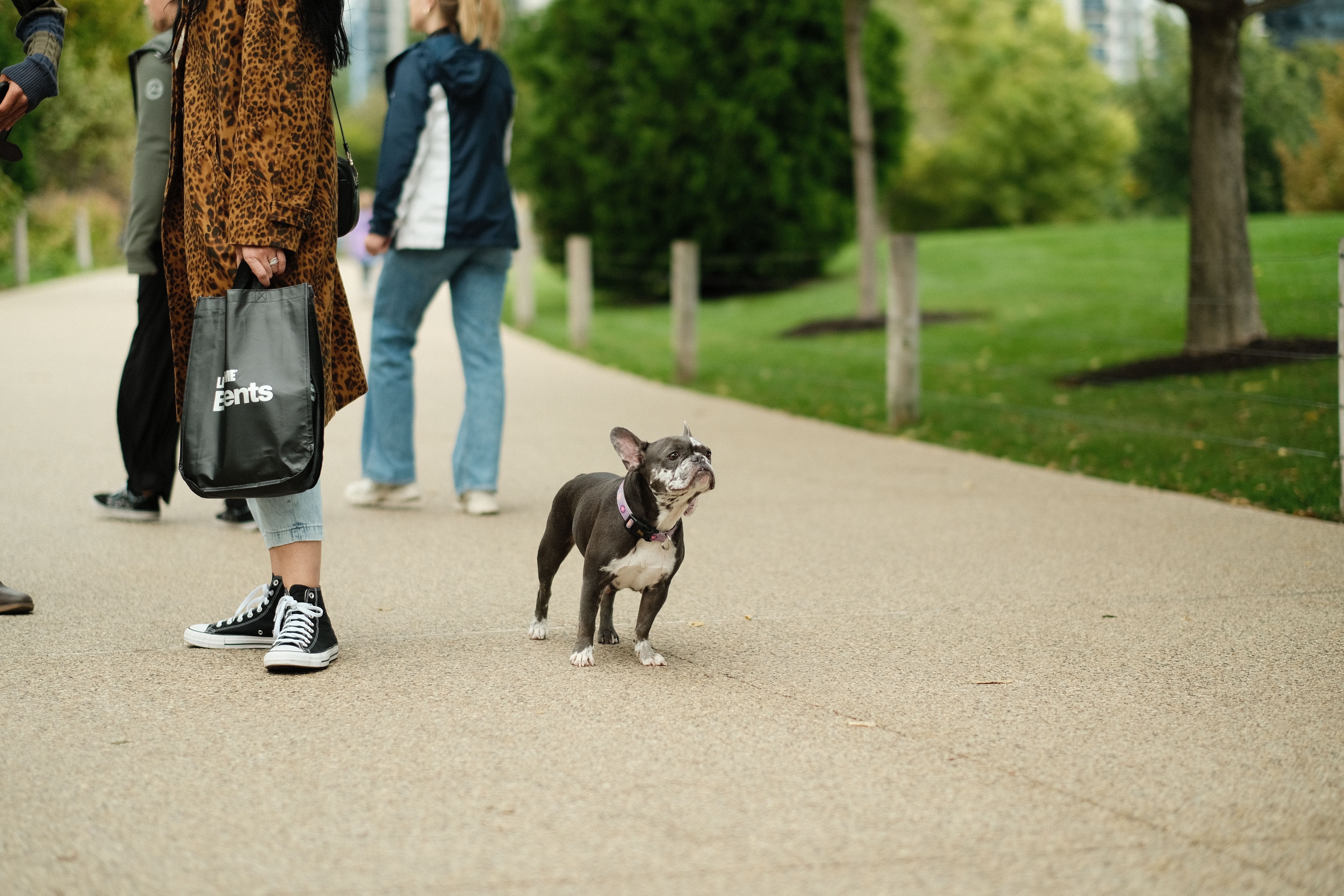 Dogs as Lifestyle Companions: What This Means for Brands &amp; Retailers — Photo by Alec Adriano on Pexels