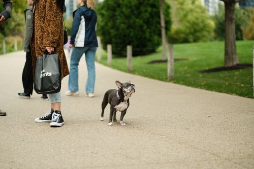 Free People walking a dog on a paved path in an urban park setting. Stock Photo