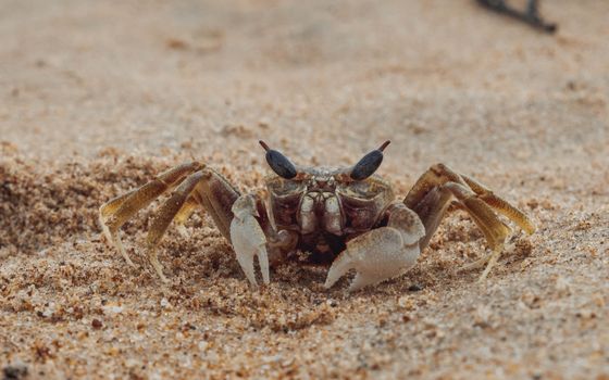 Close-up of a fiddler crab on a sandy beach in Calangute, India showcasing detailed textures.