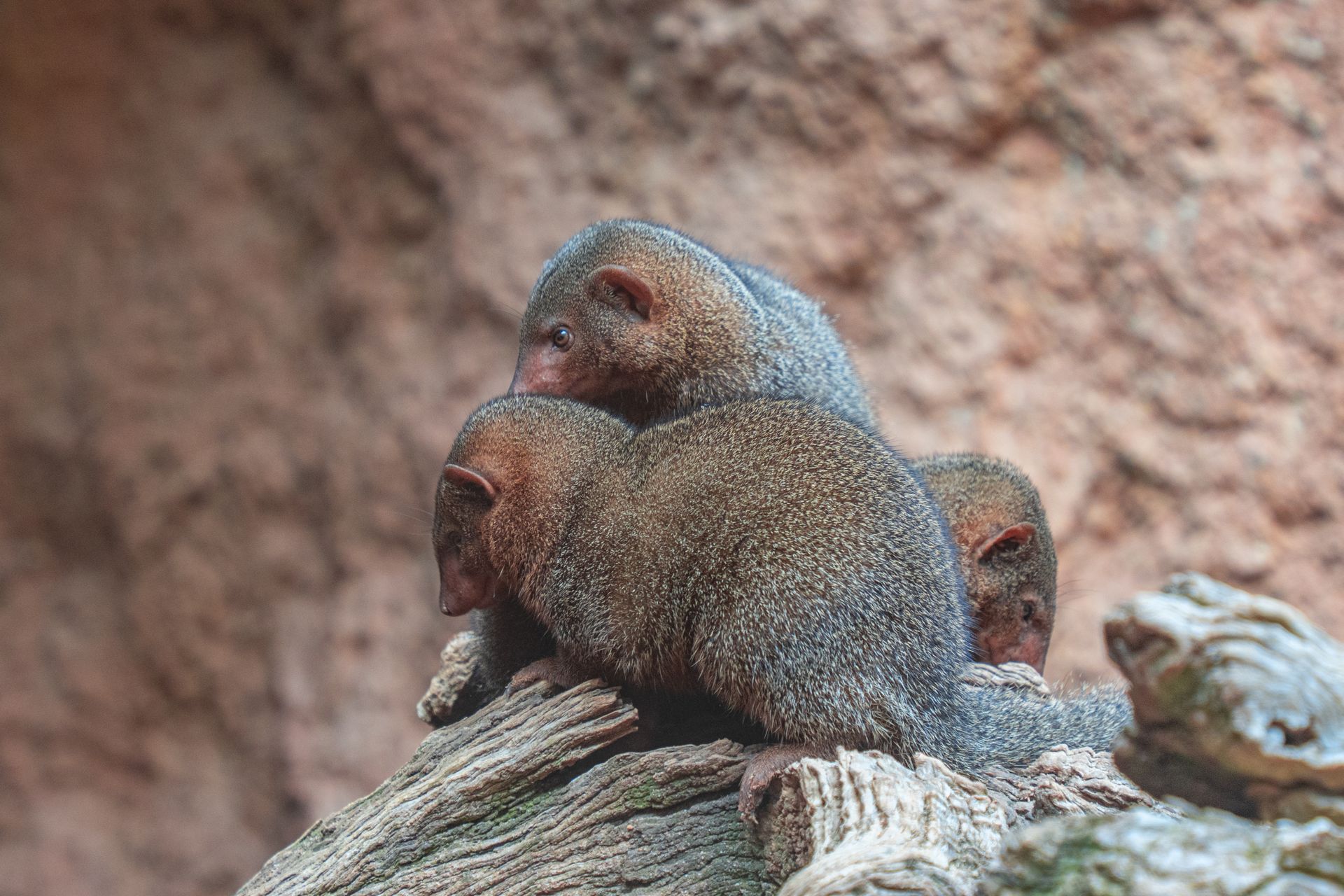 Dwarf Mongoose Trio Resting on Log