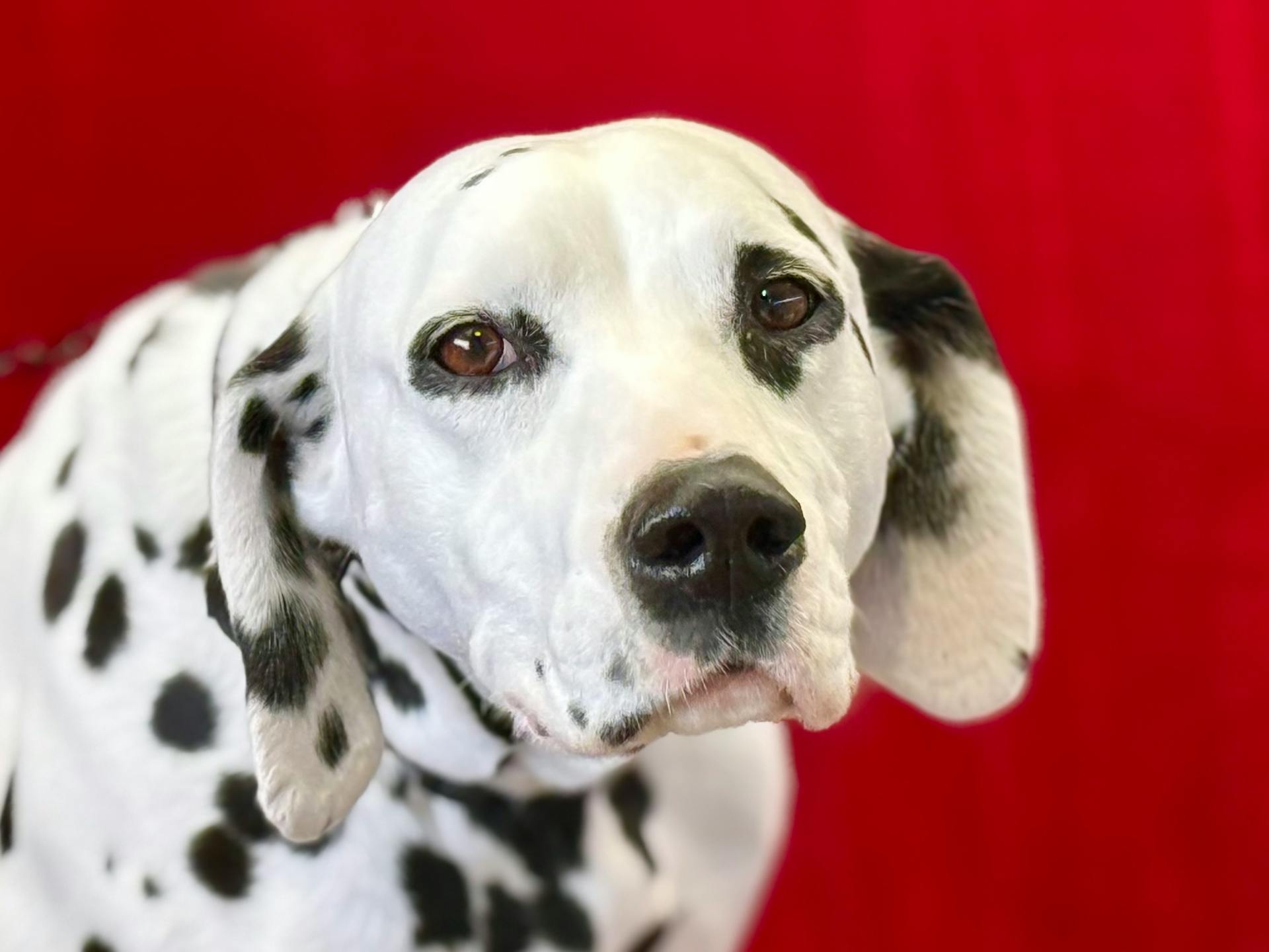 Dalmation Portrait