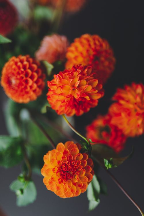 Free A close-up of vibrant orange dahlias in full bloom, capturing fall's essence with depth and color contrast. Stock Photo