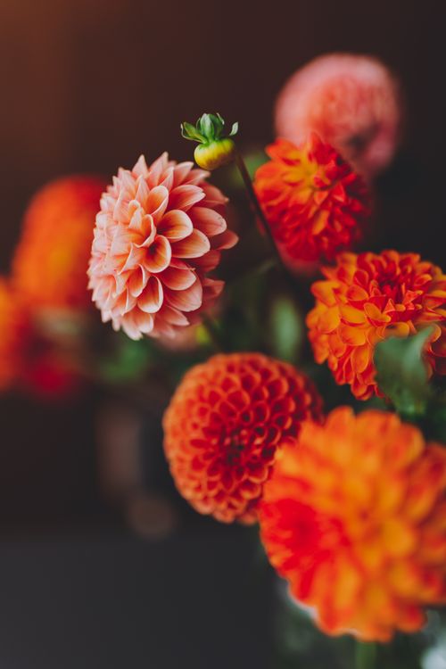 Free Close-up of vibrant orange and pink dahlias in soft focus, embodying autumn beauty. Stock Photo