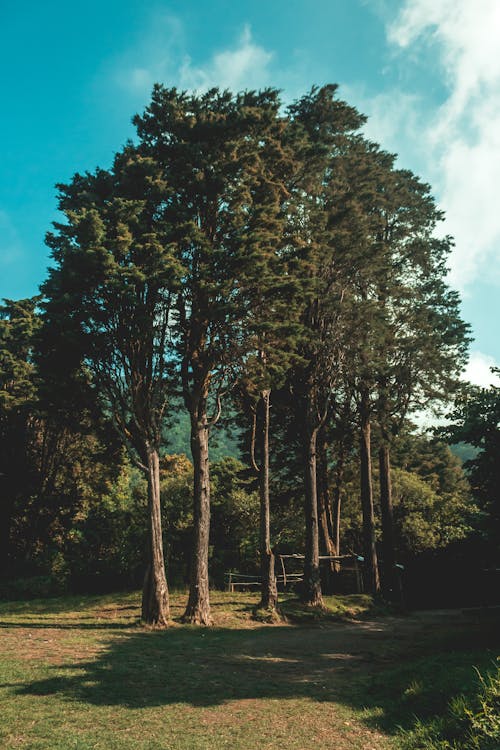 Foto stok gratis hutan, kayu hijau, langit biru