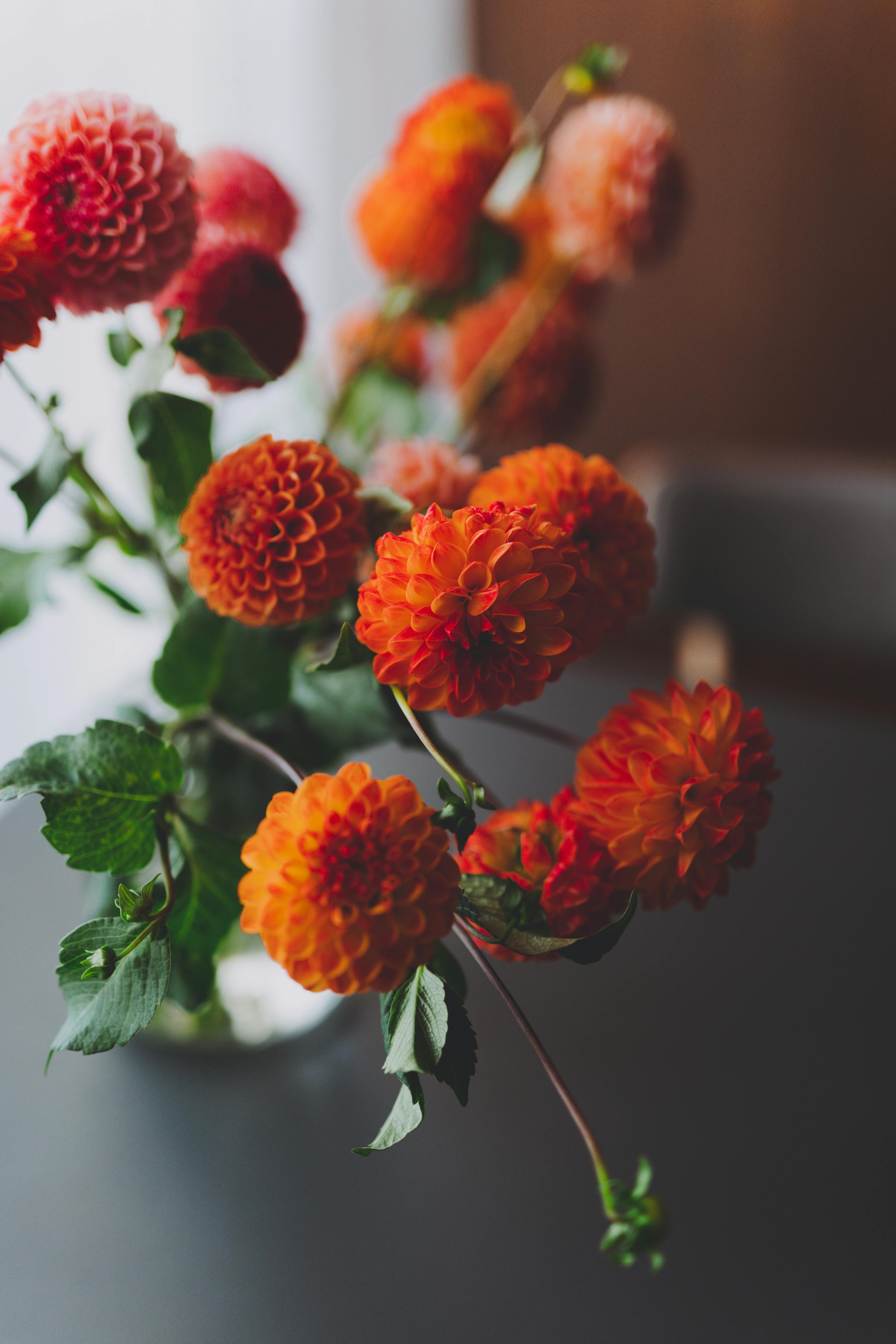 [ColoSach]-a-close-up-of-vibrant-orange-dahlias-displayed-in-a-vase,-beautifully-lit-with-natural-light.